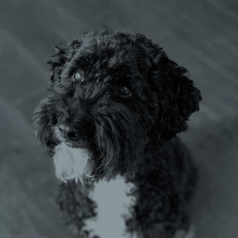 Jackson
